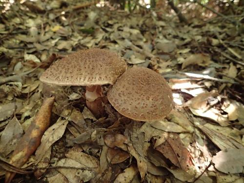 Amanita rubescens(赭蓋鵝膏)