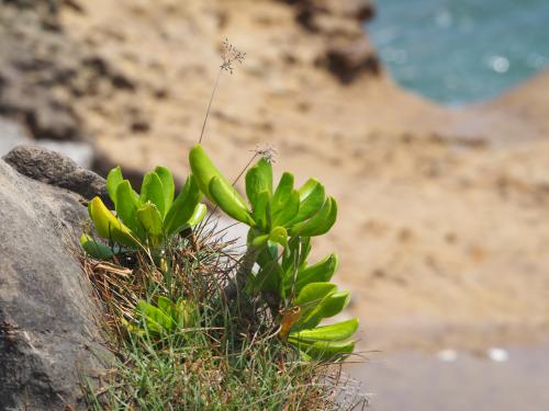 草海桐