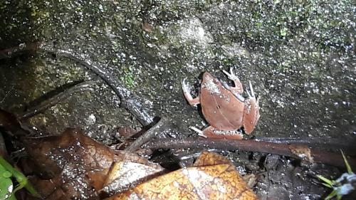 黑蒙西氏小雨蛙