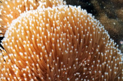 南灣肉質軟珊瑚