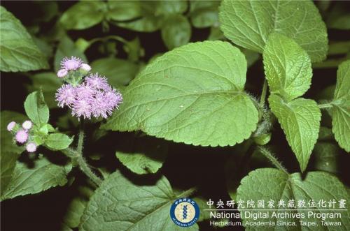 Ageratum houstonianum Mill._BRCM 6184