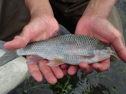 高身白甲魚