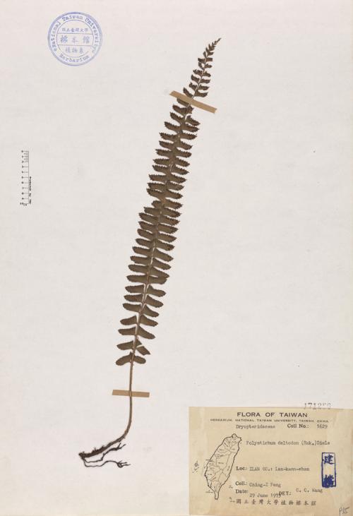 Polystichum deltodon (Bak.) Diels_標本_BRCM 4185