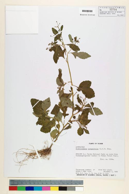 Dichrocephala integrifolia (L. f.) Kuntze_標本_BRCM 7271