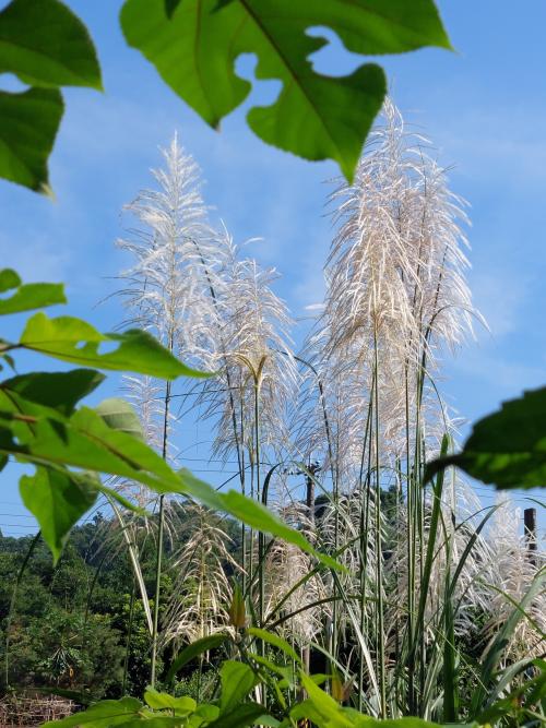 甜根子草