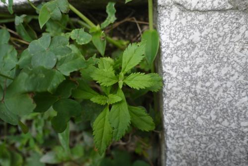 野甘草