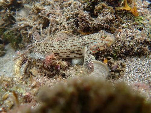 妝飾銜鰕虎魚