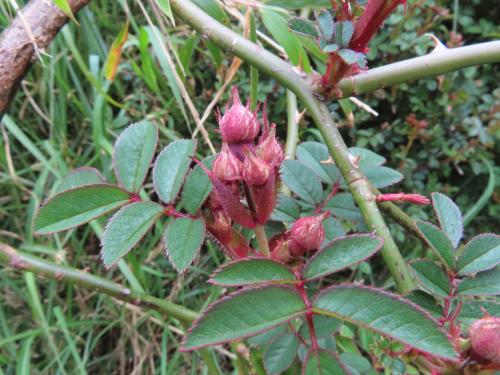 高山薔薇