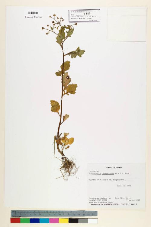 Dichrocephala integrifolia (L. f.) Kuntze_標本_BRCM 6981