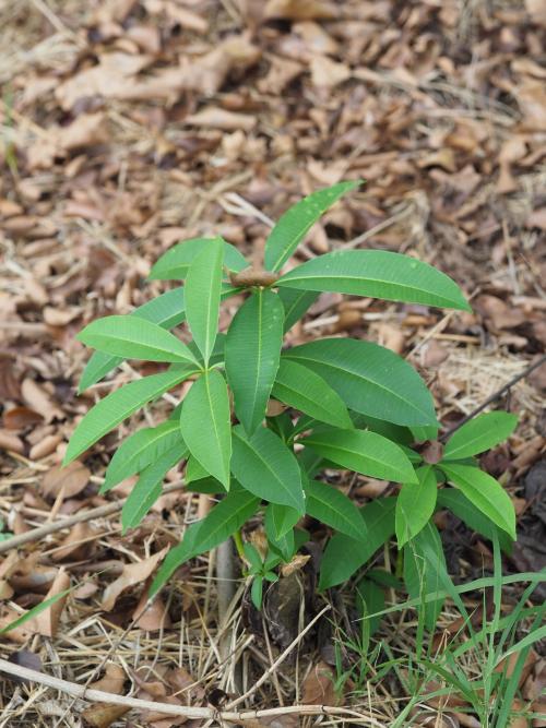 糖膠樹