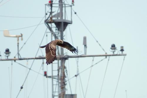 黑鳶（臺灣亞種）