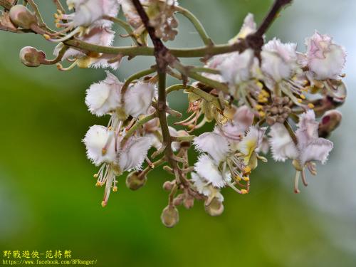 風箏果