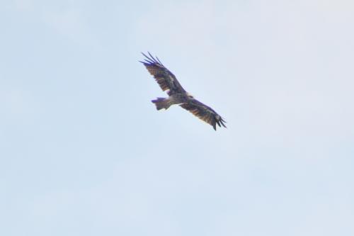 黑鳶