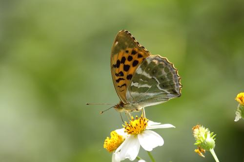 20090927_347071_Argynnis paphia formosicola_a.jpg