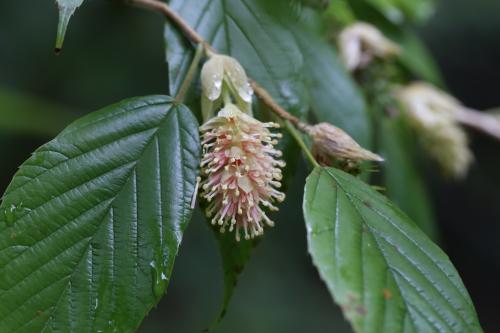 瑞木、 大果蠟瓣花