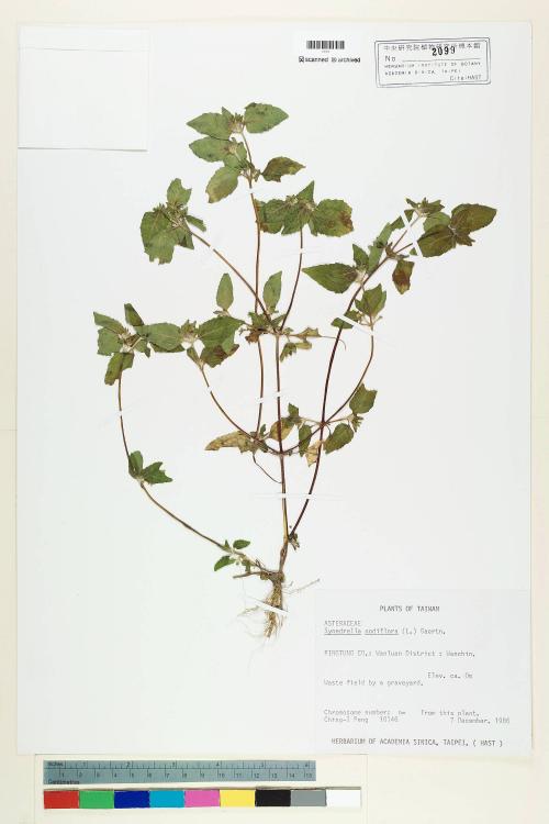 Synedrella nodiflora (L.) Gaertn._標本_BRCM 6895