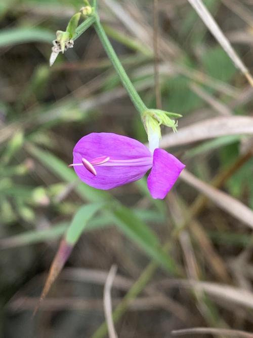 槍刀菜