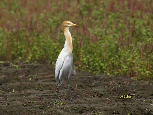 20090725_380124_Cattle_Egret_3718.jpg