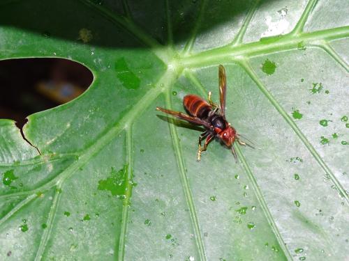 黃腳胡蜂