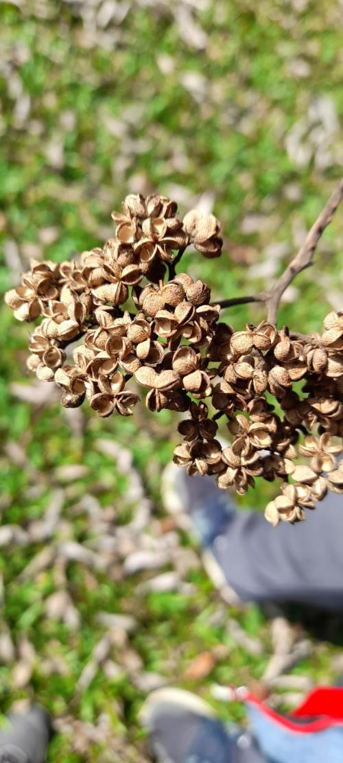 食茱萸