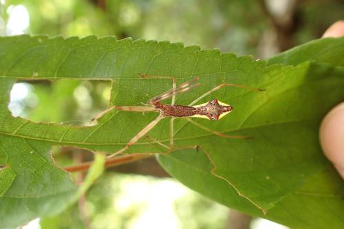 白斑素獵椿象 (六刺素獵椿象)