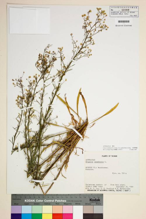Conyza canadensis (L.) Cronq. var. pusilla (Nutt.) Cronq._標本_BRCM 5050