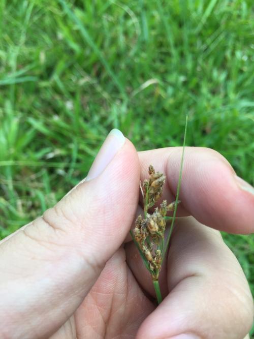 兩歧飄拂草 (棱穗飄拂草)