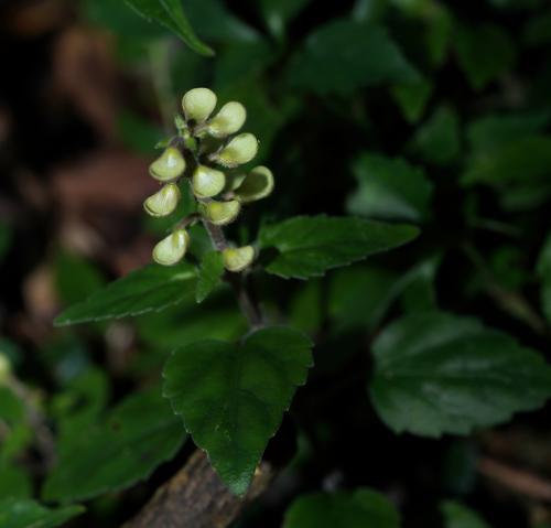 臺灣黃芩