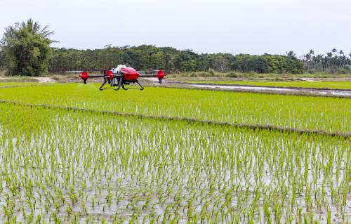 在稻田上飛翔的無人機
