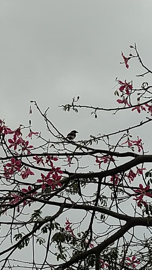 樹鵲(台灣亞種)