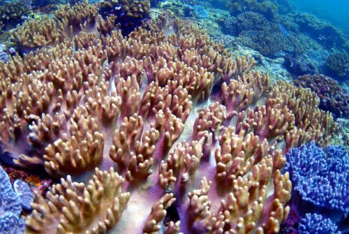 冠指形軟珊瑚