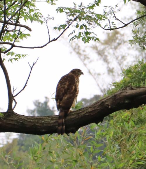 鳳頭蒼鷹