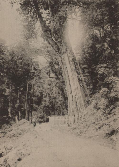 阿里山神木