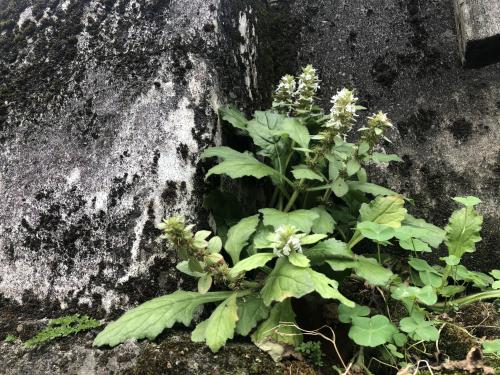 日本筋骨草 紫背金盤  (夏枯草)