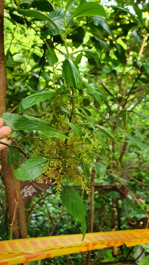 臺灣山桂花