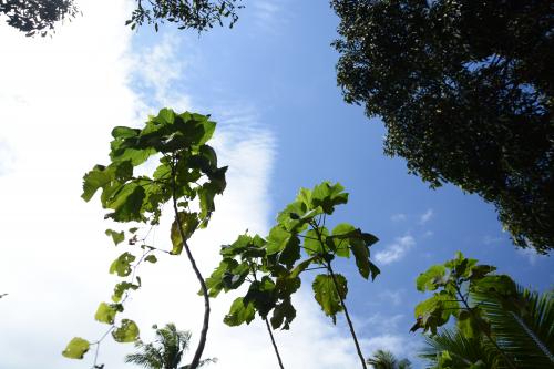 東加_島上栽植的構樹