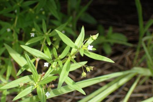 傘房花耳草