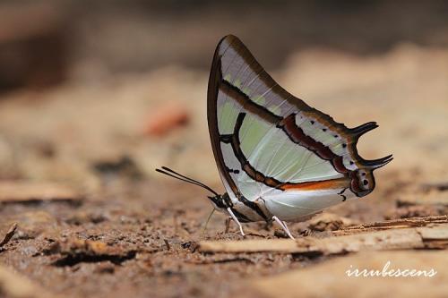 N45-2 小雙尾蛺蝶