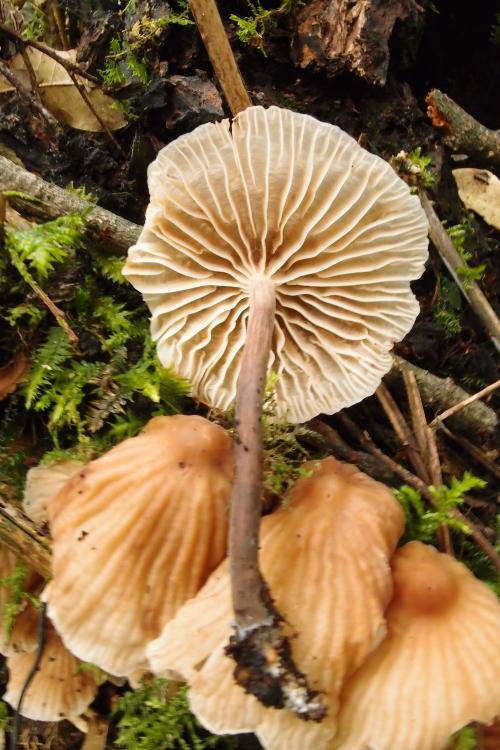 Marasmius maximus(大型小皮傘)