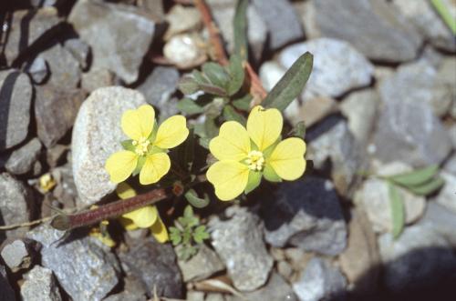 Ludwigia octovalvis_BRCM 3674