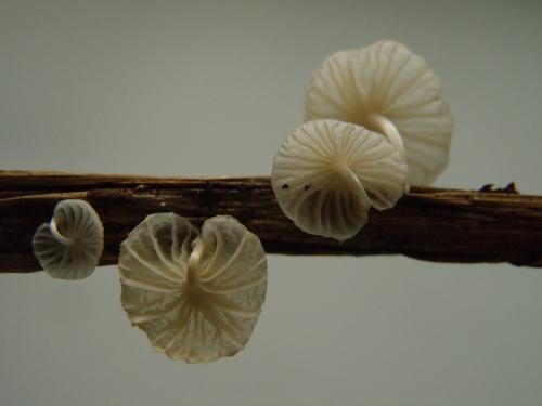 Marasmiellus candidus(純白微皮傘)