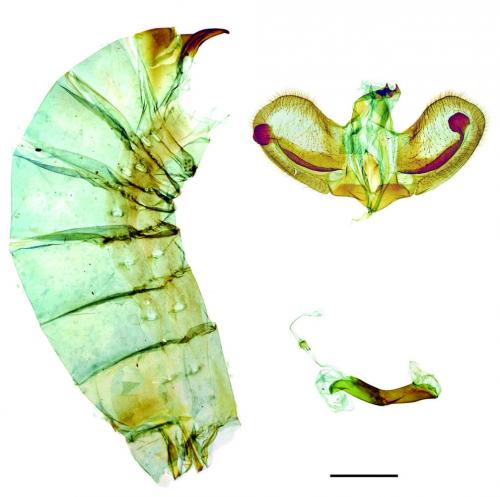 Papilio nephelus chaonulus Fruhstorfer, 1902 大白紋鳳蝶