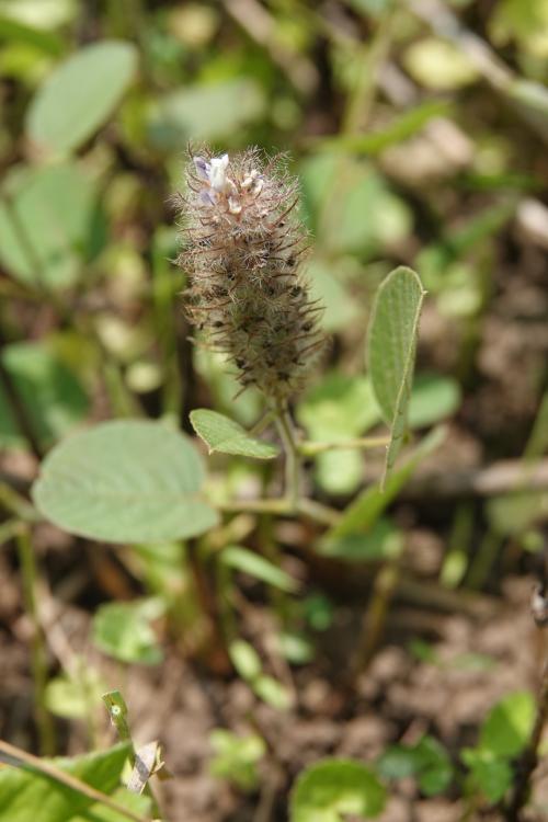 大葉兔尾草