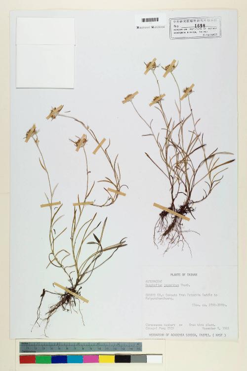 Gnaphalium japonicum Thunb._標本_BRCM 5564