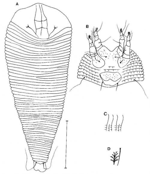 Cosella fleshneri (Keifer, 1959)