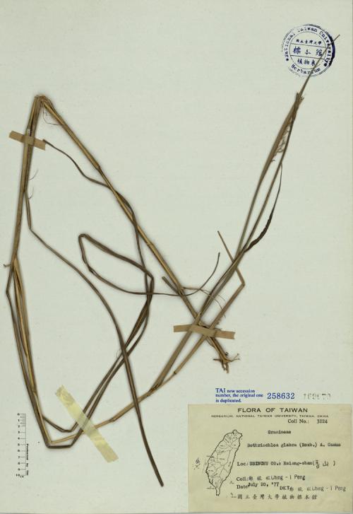 Bothriochloa glabra (Roxb.) A. Camus_標本_BRCM 4714