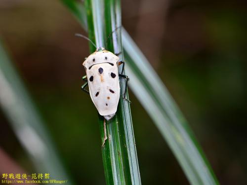 角盾蝽 (黃盾背椿象)