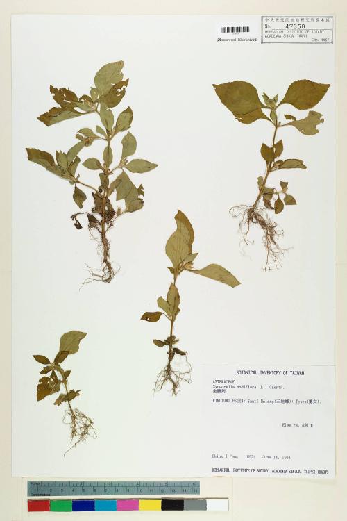 Synedrella nodiflora (L.) Gaertn._標本_BRCM 6551