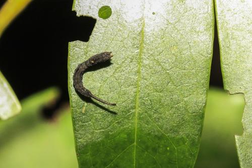 虎皮楠帶鉤蛾