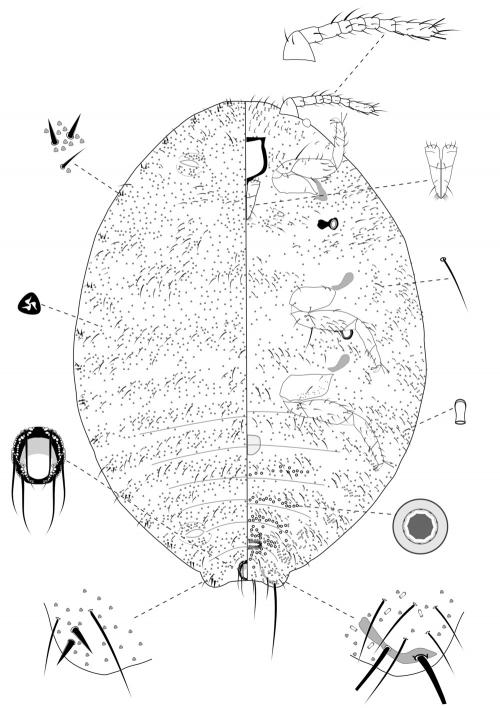 Planococcus lilacinus (Cockerell, 1905)